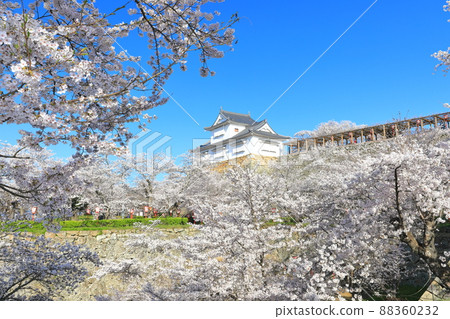 [Okayama Prefecture] Cherry blossoms in full bloom at Tsuyama Castle under clear skies (Binaka turret) 88360232