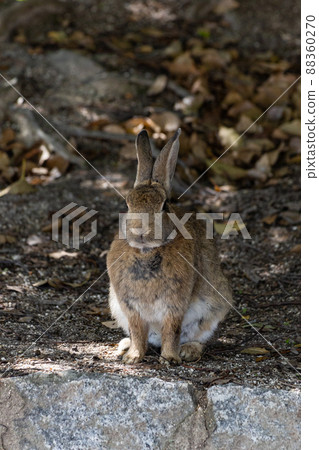 EOSRP. Hiroshima Okunoshima, the rabbit watching over here. 88360270