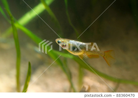正在孵化的雌性魚缸中的金色觀賞改良青鱂(光體)的照片。 正在孵化的雌性魚缸中的金色觀賞改良青鱂(光體)的照片。 88360470