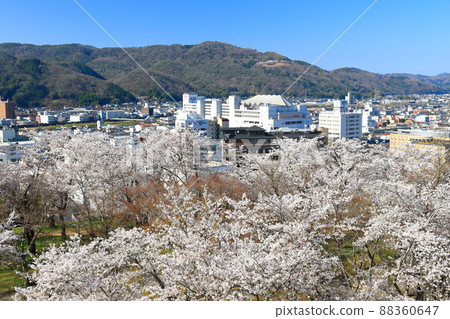 [岡山縣]津山城和津山市街道（鶴山公園）盛開的櫻花 88360647