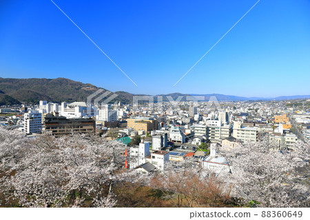 [岡山縣]津山城和津山市街道（鶴山公園）盛開的櫻花 88360649