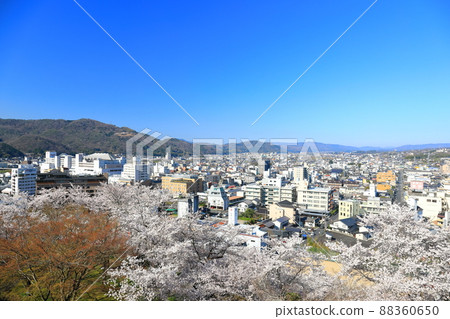 [岡山縣]津山城和津山市街道（鶴山公園）盛開的櫻花 88360650