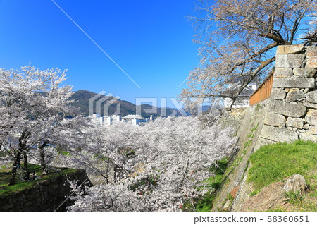 [Okayama Prefecture] The cherry blossoms in full bloom at Tsuyama Castle and the streets of Tsuyama City (Tsuruyama Park) 88360651
