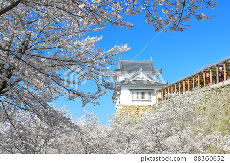 [Okayama Prefecture] Cherry blossoms in full bloom at Tsuyama Castle under clear skies (Binaka turret) 88360652