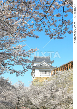 [岡山縣]晴空下的津山城櫻花盛開（美中塔） 88360653