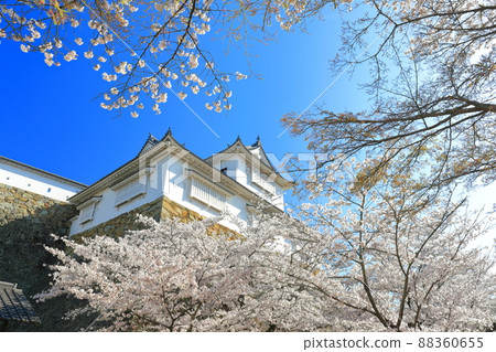 [岡山縣]晴空下的津山城櫻花盛開（美中塔） 88360655