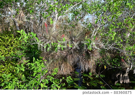 Flowering air plants on pond apple trees in Everglades National Park. Flowering air plants on pond apple trees in Everglades National Park. 88360875