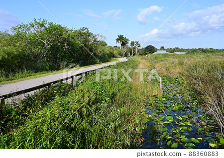 Anhinga Trail and boardwalk in Everglades National Park, Florida. 88360883