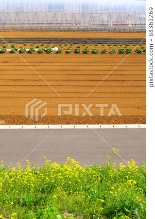 Cultivated vegetable fields and new roads seen from the bank of the Edo River and rape blossoms blooming on the bank Cultivated vegetable fields and new roads seen from the bank of the Edo River and rape blossoms blooming on the bank 88361269