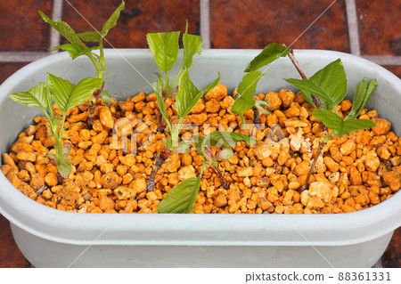 Cherry cuttings Cherry cuttings 88361331