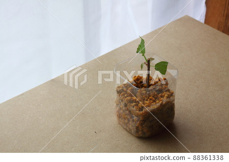 Cherry cuttings 88361338