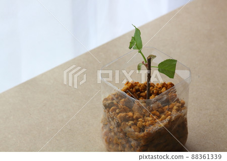Cherry cuttings 88361339