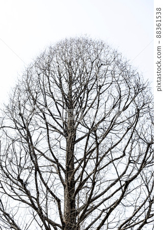 Metasequoia upper tree shape withered in winter 88361538
