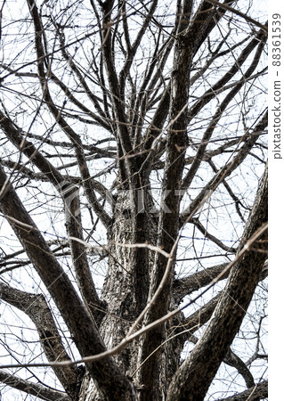 Metasequoia in winter drought 88361539