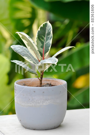 Decora Tree, Indian Rubber Tree or Rubber Plant or Variegated Indian Rubber or Ficus elastica or Assam Rubber Decora Tree, Indian Rubber Tree or Rubber Plant or Variegated Indian Rubber or Ficus elastica or Assam Rubber 88361606