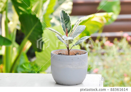 Decora Tree, Indian Rubber Tree or Rubber Plant or Variegated Indian Rubber or Ficus elastica or Assam Rubber Decora Tree, Indian Rubber Tree or Rubber Plant or Variegated Indian Rubber or Ficus elastica or Assam Rubber 88361614