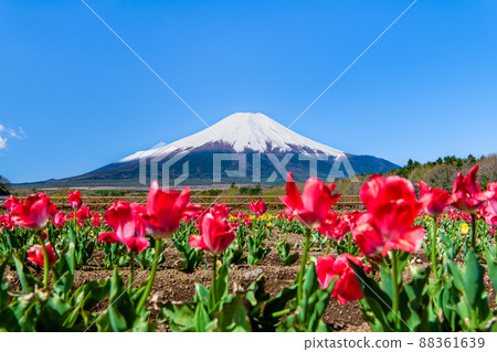 Yamanashi Prefecture Mt. Fuji and Tulips-Yamanakako Hananomiyako Park- Yamanashi Prefecture Mt. Fuji and Tulips-Yamanakako Hananomiyako Park- 88361639