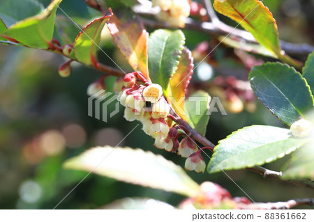 Small flower of Eurya japonica (Eurya japonica) 88361662