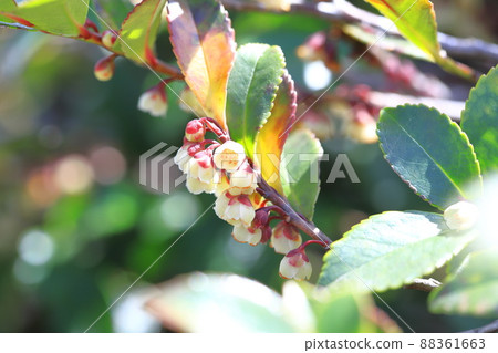 Small flower of Eurya japonica (Eurya japonica) Small flower of Eurya japonica (Eurya japonica) 88361663