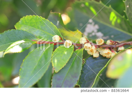 Small flower of Eurya japonica (Eurya japonica) Small flower of Eurya japonica (Eurya japonica) 88361664
