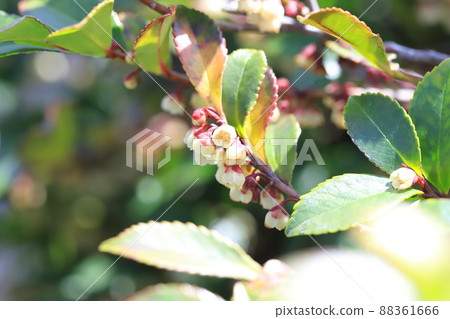 Small flower of Eurya japonica (Eurya japonica) Small flower of Eurya japonica (Eurya japonica) 88361666