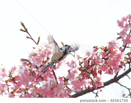 野生鳥類河津櫻花和大山雀 88361730