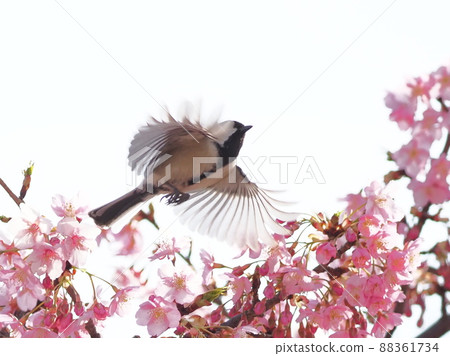 Wild birds Kawazu cherry blossoms and great tit - Stock