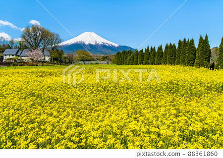 山梨縣富士山和油菜花-山中湖花之宮公園- 88361860