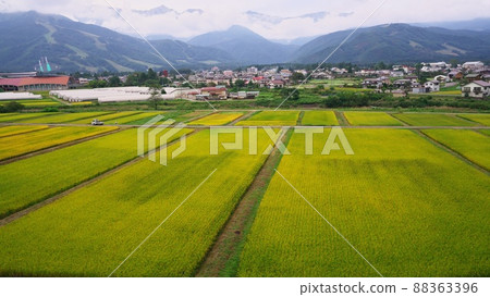 Early autumn Paddy fields in Hakuba Village, Shinshu are dyed in golden color 88363396