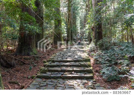 《Wakayama Prefecture》 Kumano Kodo / Daimonzaka 《Wakayama Prefecture》 Kumano Kodo / Daimonzaka 88363667