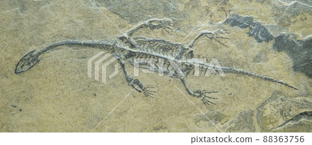 plesiosaur fossilized skeleton. The entire dinosaur is clearly visible on the stone 88363756