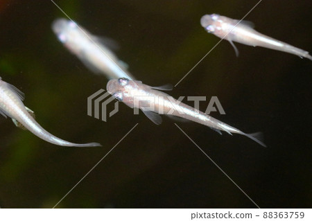 冰川藍閃亮的觀賞改良青鱂魚在水族館游泳。 冰川藍閃亮的觀賞改良青鱂魚在水族館游泳。 88363759