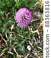 Red Clover 1 88363816