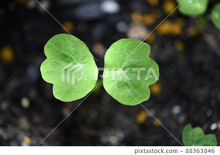 金蓮花芽 金蓮花芽 88363846