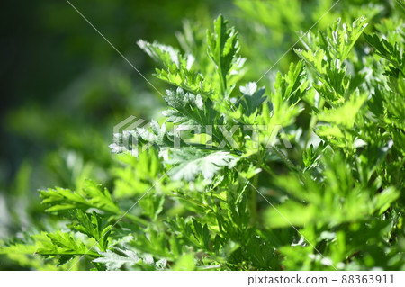 Spring mugwort (Mugwort) 88363911