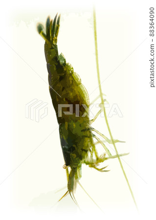 Image of Minaminuma shrimp processed into an illustration style after macro close-up shooting Image of Minaminuma shrimp processed into an illustration style after macro close-up shooting 88364090