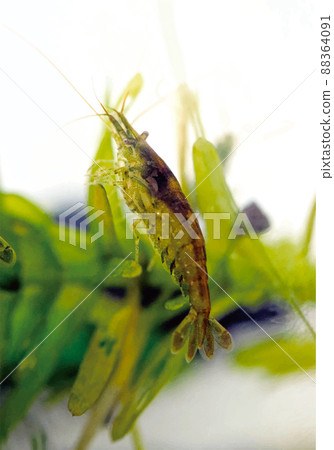 Image of Minaminuma shrimp processed into an illustration style after macro close-up shooting Image of Minaminuma shrimp processed into an illustration style after macro close-up shooting 88364091