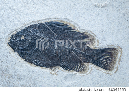 Fossil fish of Priskakar. Priskakara is an extinct genus of perch from the Middle Eocene. Fossilized fish skeleton 88364363