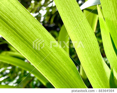 Beautifully shining green leaves with the transmitted light of the sun 88364564