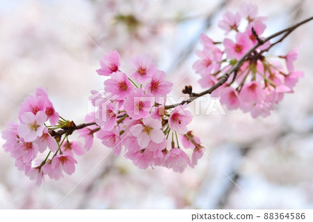 櫻花盛開 88364586