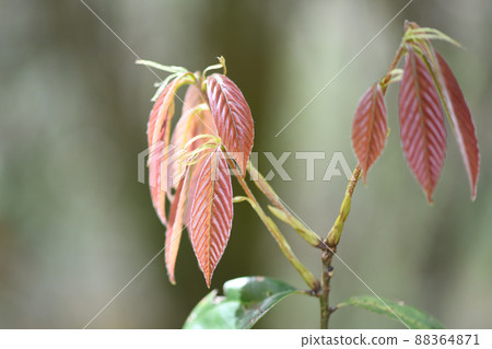 毛櫟科常綠闊葉樹青櫟幼葉 88364871