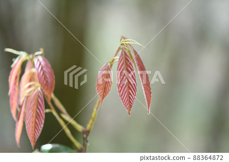 毛櫟科常綠闊葉樹青櫟幼葉 88364872