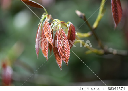 毛櫟科常綠闊葉樹青櫟幼葉 毛櫟科常綠闊葉樹青櫟幼葉 88364874