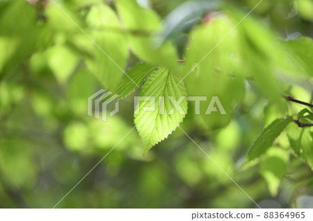Young leaves of deciduous broad-leaved tree, Viburnum wrightii (Miyama is the first) 88364965