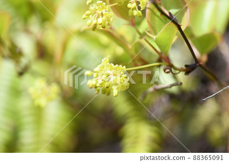 Smilax china china flower (male flower) Smilax china china flower (male flower) 88365091