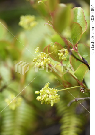 土茯苓瓷花（雄花） 88365094