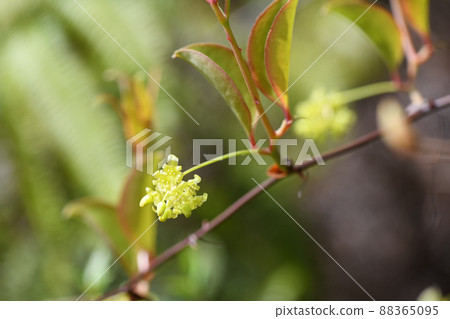 土茯苓瓷花（雄花） 88365095