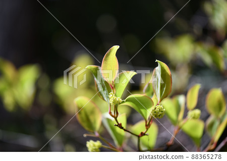 Young leaves of Smilax china china Young leaves of Smilax china china 88365278