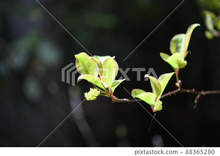 Young leaves of Smilax china china Young leaves of Smilax china china 88365280
