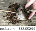 Challenge bonsai and loosen roots 88365299